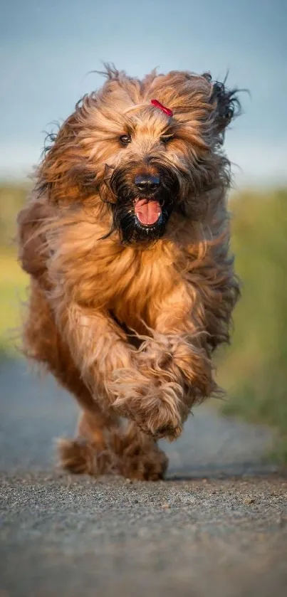 Sky Carnivore Dog Live Wallpaper