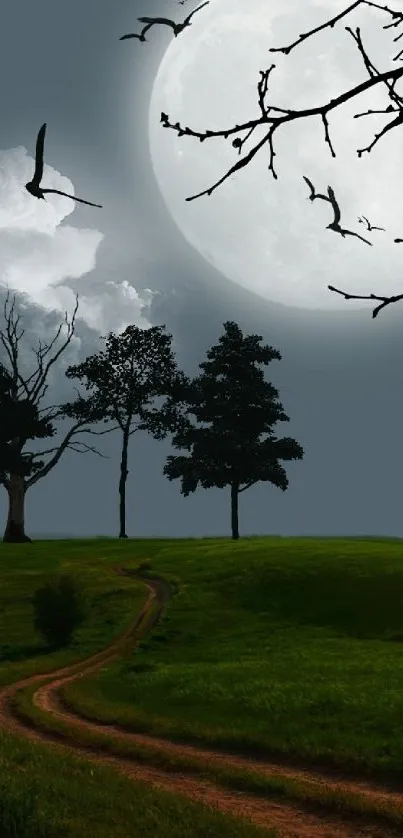 Sky Cloud Bird Live Wallpaper