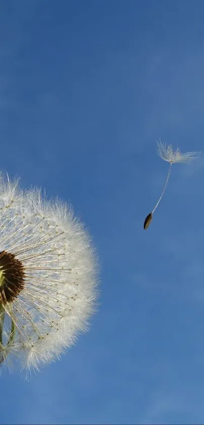 Sky Flower Plant Live Wallpaper