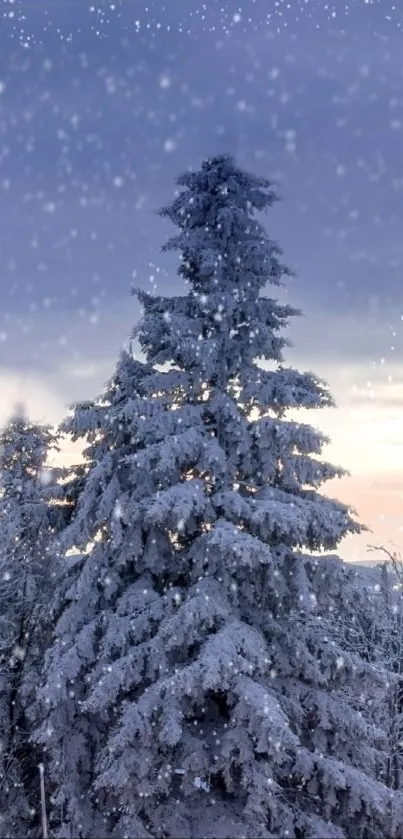 Sky Plant Snow Live Wallpaper