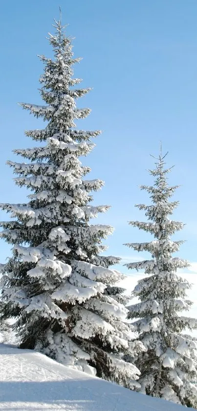 Snow-laden pine trees against a clear blue sky, perfect for winter wallpaper.