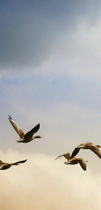 Birds flying in a serene sky background.