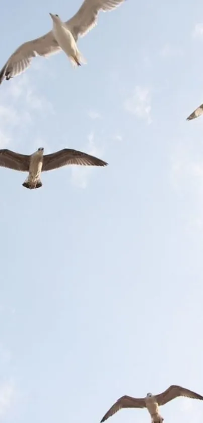 Seagulls soaring in clear blue sky wallpaper.