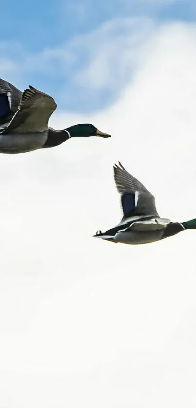 Two ducks flying in a clear blue sky with clouds.