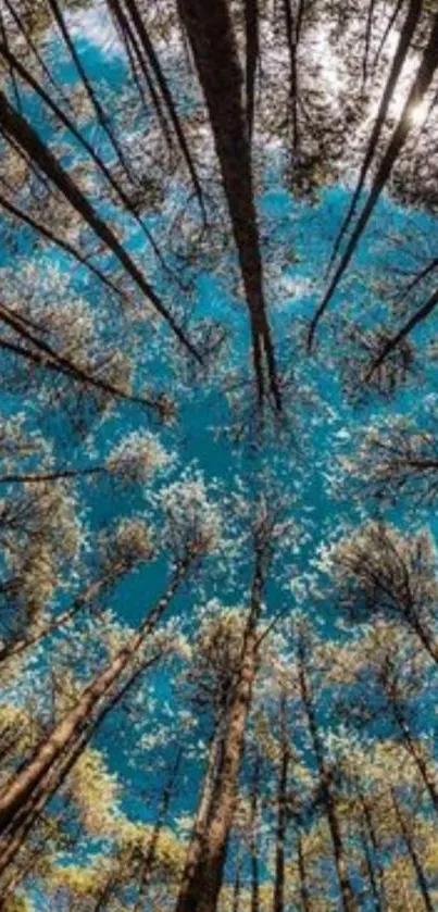 Upward view of forest trees against a blue sky.