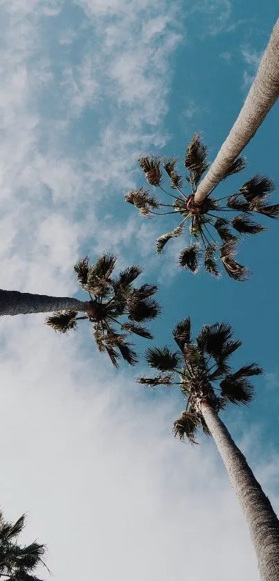 Palm trees reaching towards a blue sky in a serene mobile wallpaper.