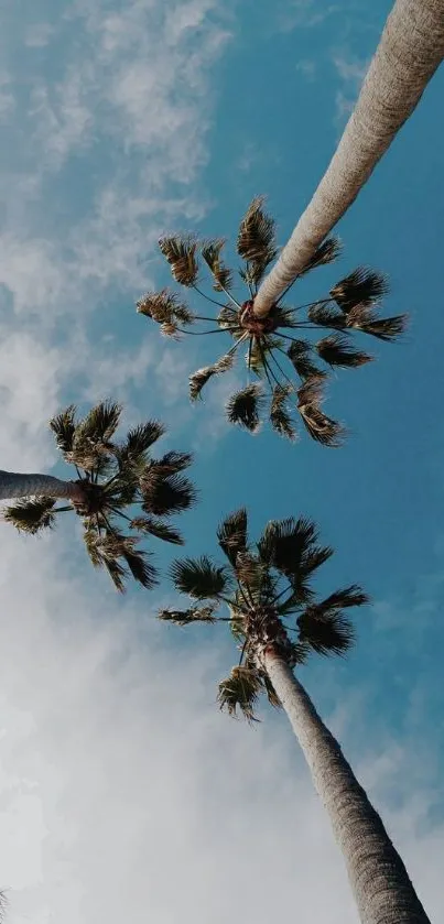 Tall palm trees reaching towards a bright blue sky.