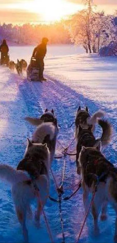 Sled dogs running through snowy landscape at sunset.