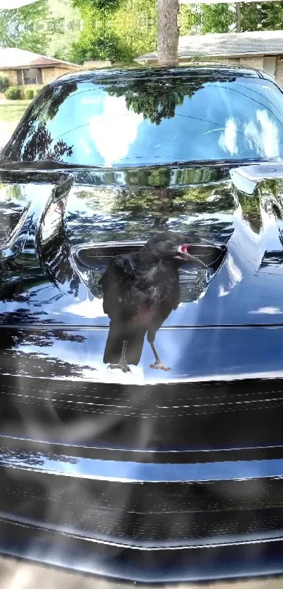 Black car wallpaper with crow on hood.