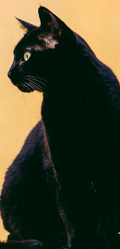 Sleek black cat sitting against a bright yellow wall.