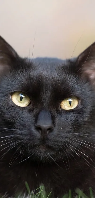 Close-up of a sleek black cat with yellow eyes on mobile wallpaper.