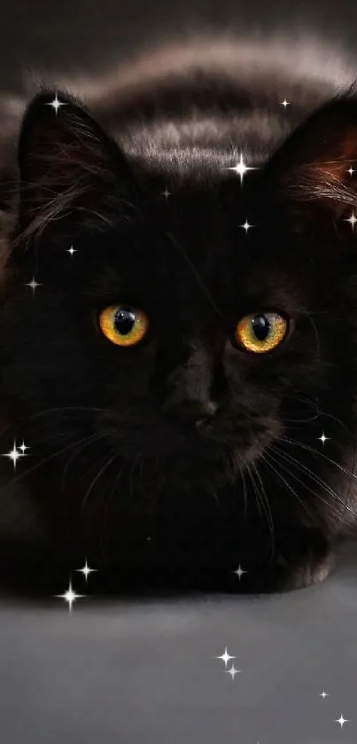 Sleek black cat with golden eyes on dark background.