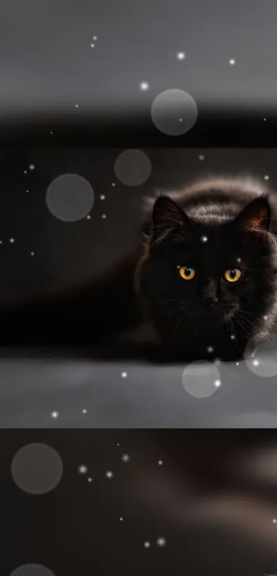 Black cat with yellow eyes on dark background, with subtle bokeh effect.