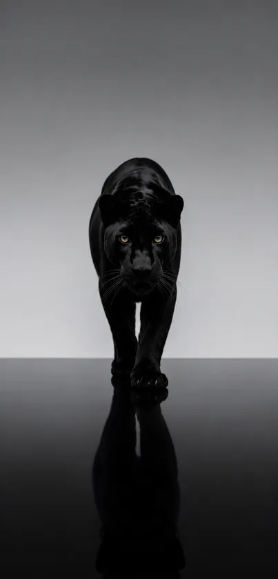 Sleek black panther in a reflective pose on a dark surface.