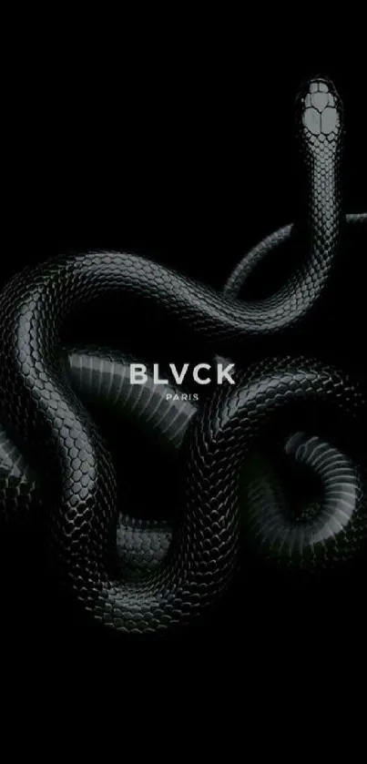 Sleek black snake on a dark background wallpaper.