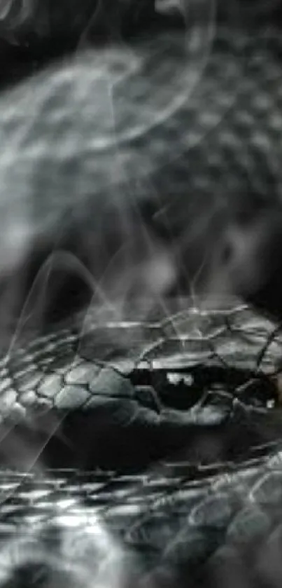 Close-up of a sleek black snake with detailed scales and textures.