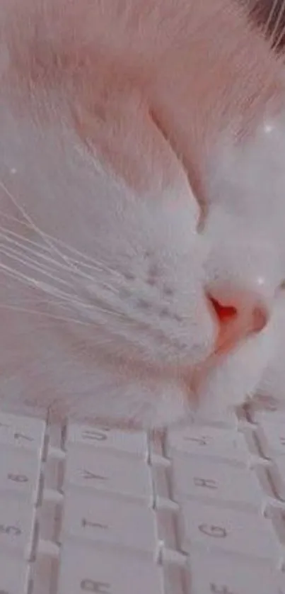 Cute cat sleeping on a keyboard in pink tones.