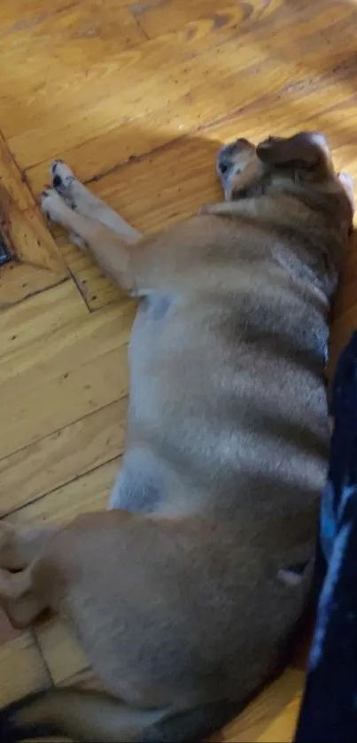 Brown dog sleeping on a wooden floor beside a black chair.