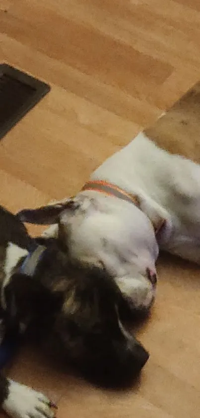 Two dogs peacefully sleeping on a wooden floor.