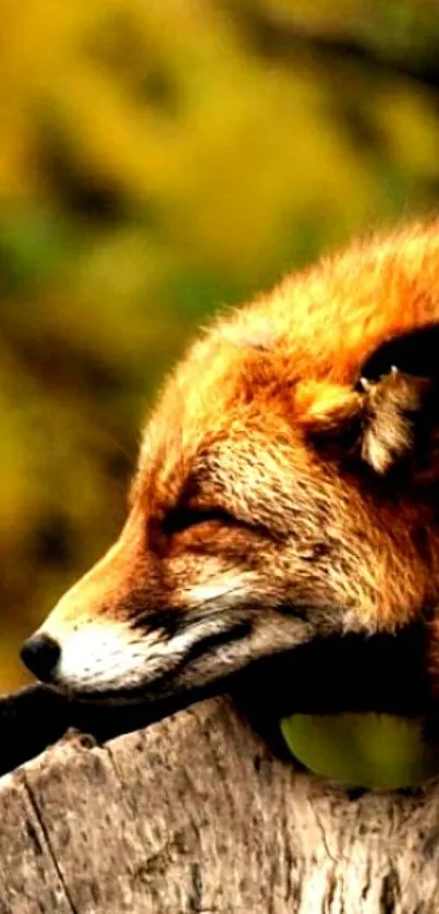 Fox resting peacefully on a tree stump in nature.