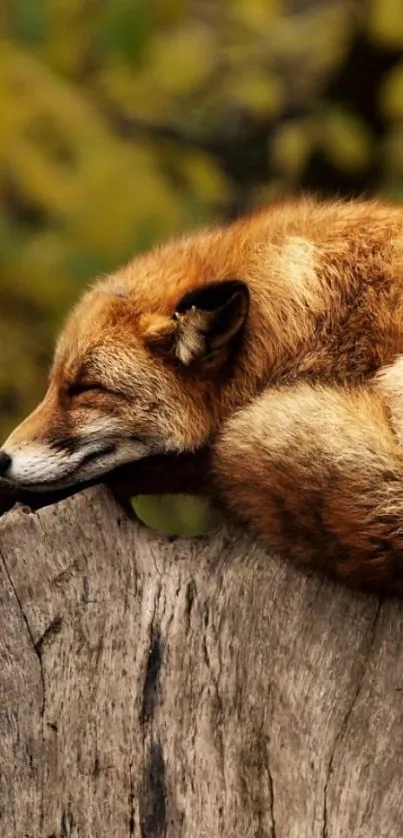 Sleeping fox on a tree stump in an autumn forest.