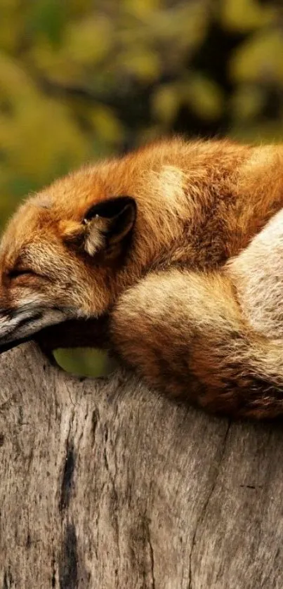 A peaceful fox sleeping on a tree stump in a forest setting.