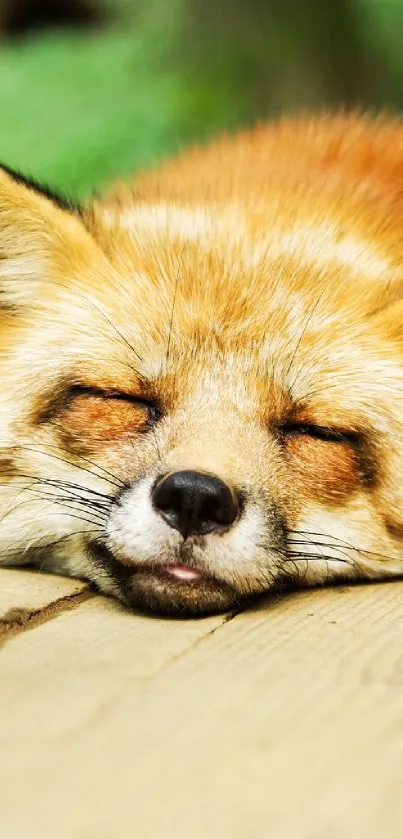 Sleeping fox on a wooden deck in natural light.