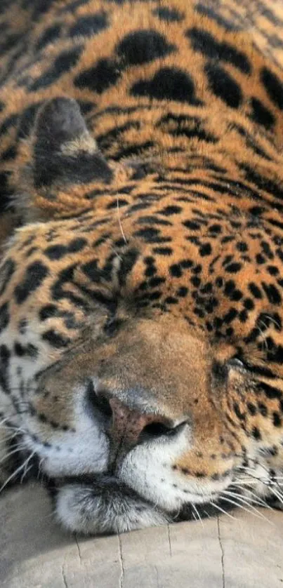 Close-up of a sleeping leopard with stunning fur patterns.