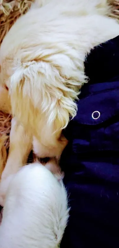 Adorable puppy sleeping on a fluffy rug.