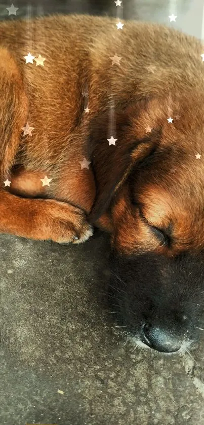 Adorable brown puppy sleeping on a concrete floor. Cute and calming phone wallpaper.