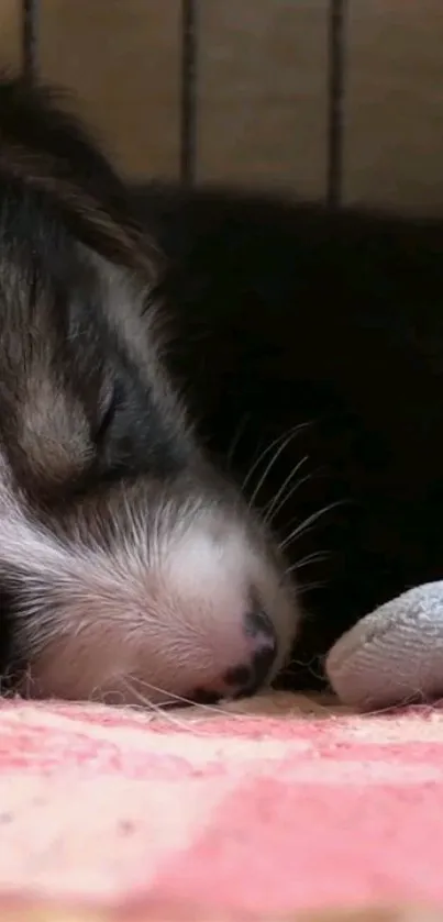 Adorable sleeping puppy with closed eyes on a soft pink surface.