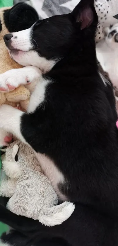 Sleeping black and white puppy with plush toys.