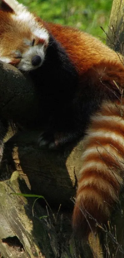 Red panda sleeping on a tree branch in a green forest.