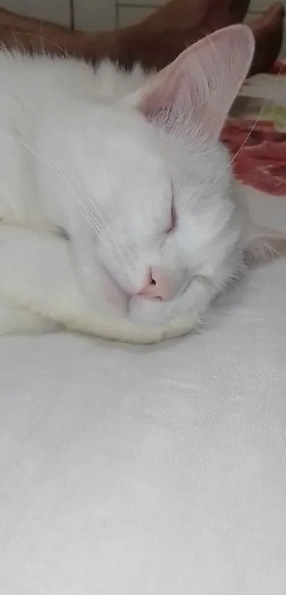 A peaceful white cat sleeping on a bed, showcasing serenity and calmness.