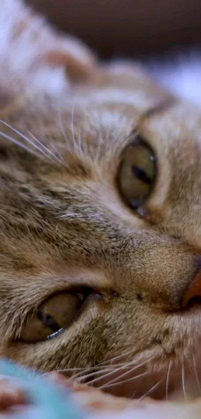 Close-up of a sleepy cat lying down.