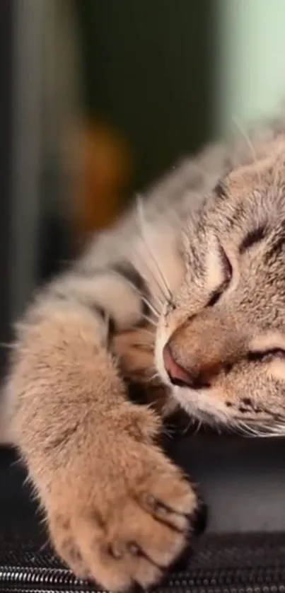 A close-up photo of a sleeping cat on a dark surface.