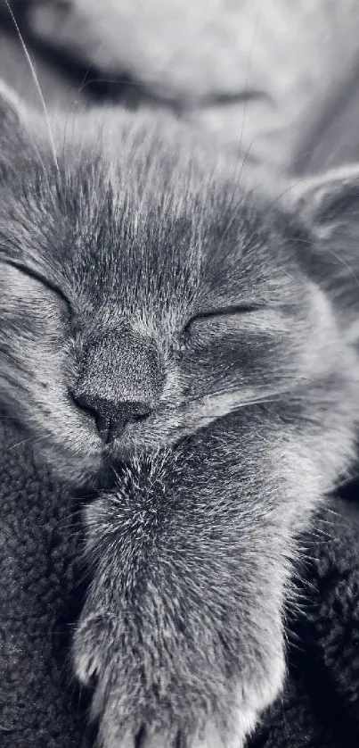 Monochrome wallpaper of a sleeping grey cat on a soft surface.