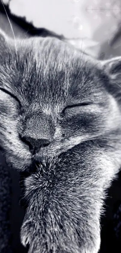 A peaceful monochrome image of a sleeping kitten with a soft, cozy appearance.