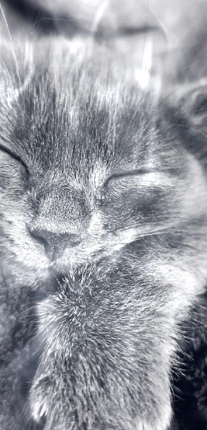 Monochrome image of a sleeping kitten, perfect for mobile wallpaper.