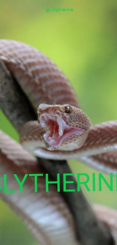 Slytherine snake wrapped around a branch, tongue flicking.