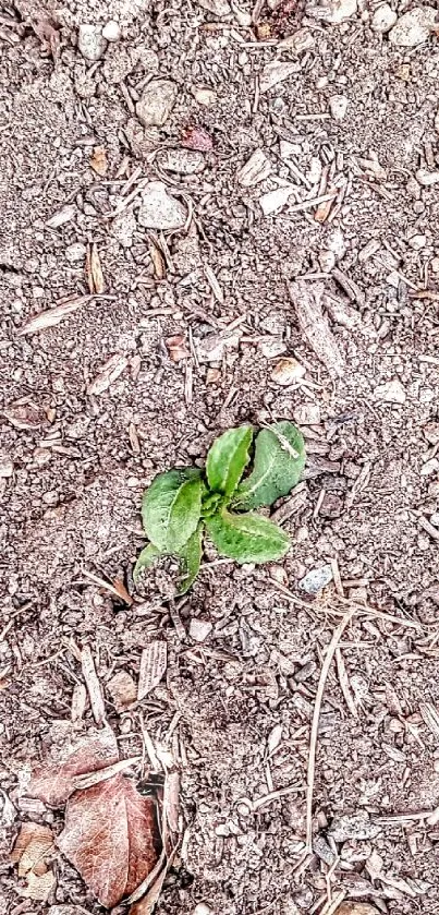 A small green plant sprouting in earthy soil background.