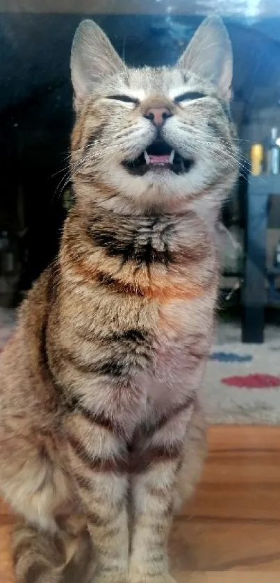 Smiling cat sitting on a wooden floor indoors.