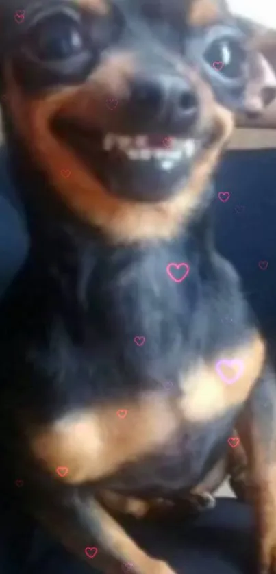 Cute dog smiling with pink hearts on a dark background.