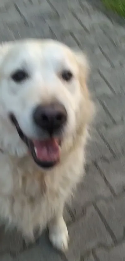 Adorable smiling dog on a paved pathway.