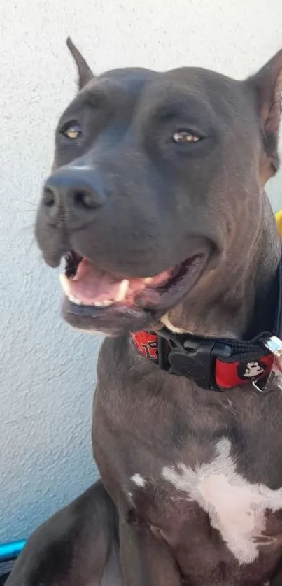 Smiling black dog sitting on a red blanket.