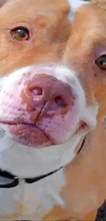 Close-up of a smiling brown and white dog with a collar in nature.