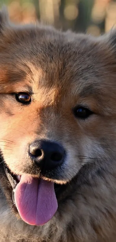Fluffy smiling dog in sunlight, outdoor wallpaper.