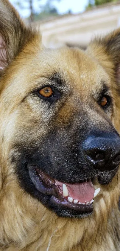 Smiling German Shepherd dog with golden fur outdoors.