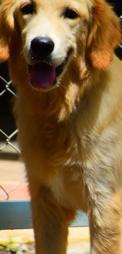 Golden retriever smiling by chain-link fence.