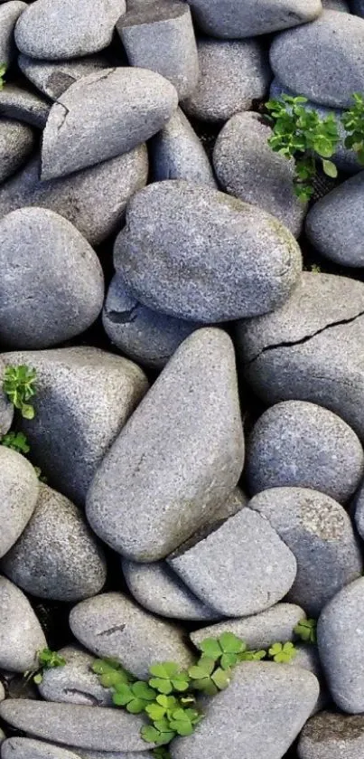 Smooth gray pebbles with green plants on a mobile wallpaper.